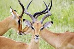 Namibia, Botswana, Simbabwe - Rundreise