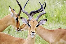 Namibia, Botswana, Simbabwe - Rundreise - Chobe Nationalpark