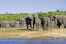 Namibia, Botswana, Simbabwe - Rundreise - Chobe Nationalpark
