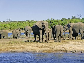 Namibia, Botswana, Simbabwe - Rundreise - Chobe Nationalpark