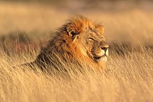 Namibia, Botswana, Simbabwe - Rundreise - Löwe, Etosha NP