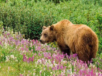 Kanada Rundreise - Grizzlybär im Denali Nationalpark