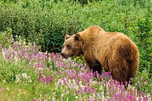 Kanada Rundreise - Von Ost nach West - Grizzlybär im Denali Nationalpark