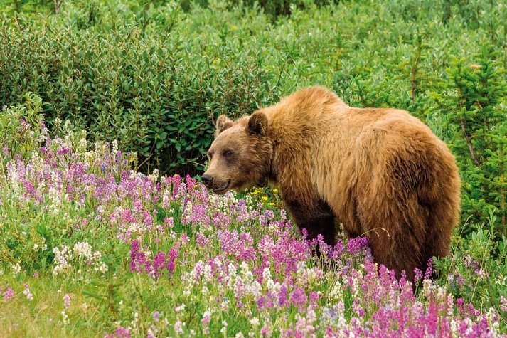 Kanada Rundreise - Von Ost nach West - Grizzlybär im Denali Nationalpark