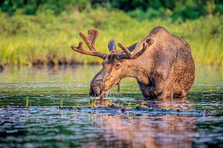 Kanada Rundreise - Von Ost nach West - Elch im Algonquin Provincial Park