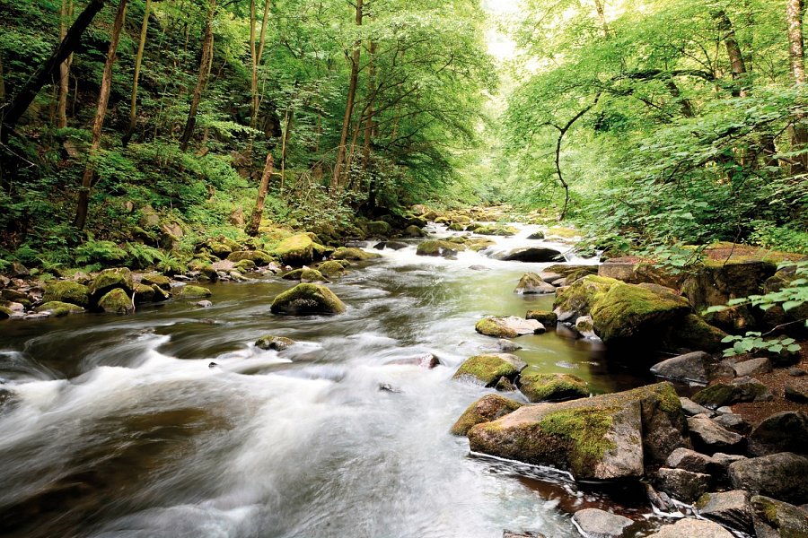 re.vita – naturresort & spa - Landschaft im Harz
