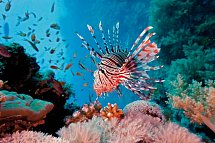 Nilkreuzfahrt + Continental Hotel Hurghada - Rotes Meer