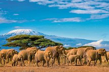 Tansania & Kenia Rundreise mit Baden - Elefantenherde in der Kilimanjaro-Region