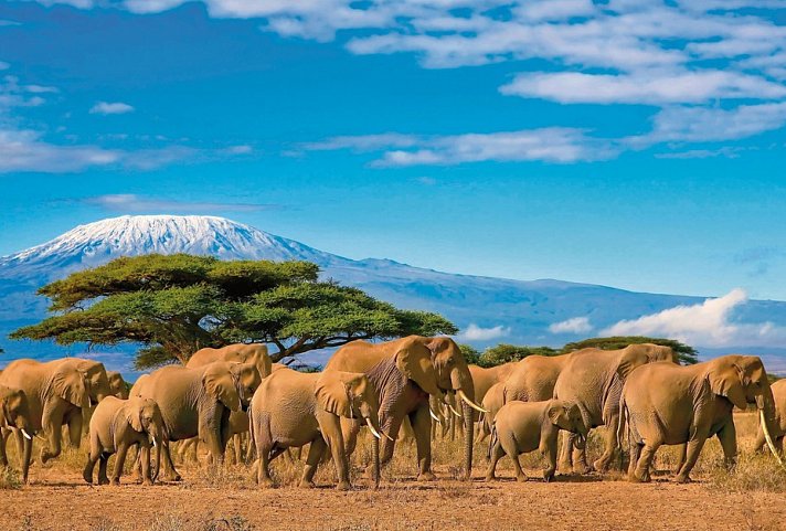 Tansania & Kenia Rundreise mit Baden - Elefantenherde in der Kilimanjaro-Region