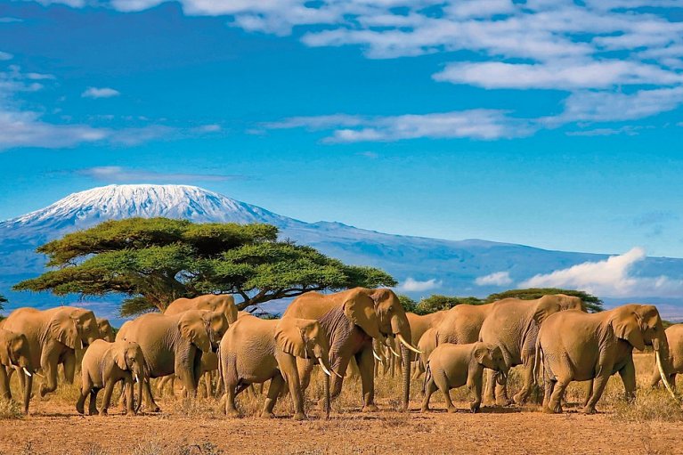 Tansania & Kenia Rundreise mit Baden - Elefantenherde in der Kilimanjaro-Region