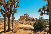 USA / Westen Rundreise - Joshua Tree Nationalpark