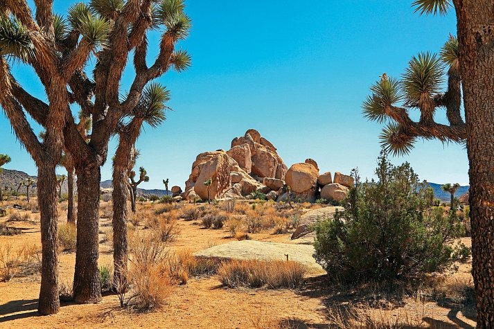 USA / Westen Rundreise - Joshua Tree Nationalpark