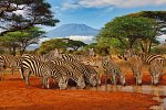 Kenia Safari und Baden – Hotel Severin Sea Lodge