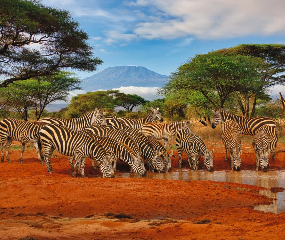Kenia Safari und Baden – Hotel Severin Sea Lodge