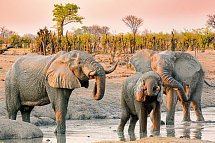 Kenia Safari und Baden – Hotel Severin Sea Lodge - Elefantenherde am Wasserloch