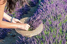 Südfrankreich Rundreise - Lavendel