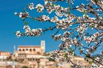 Mallorca zur Blütezeit - Hotel Bahía del Sol