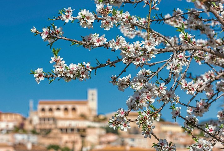 Mallorca zur Blütezeit (Hotel Bahía del Sol) - Mandelblüte
