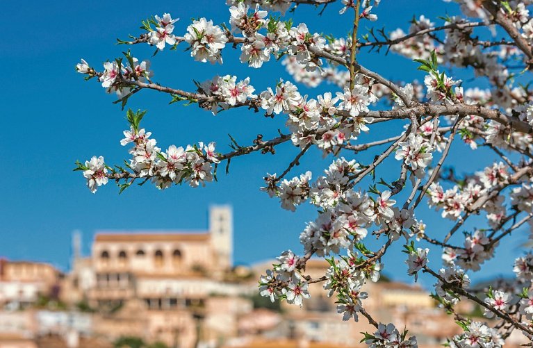 Mallorca zur Blütezeit - Hotel Bahía del Sol