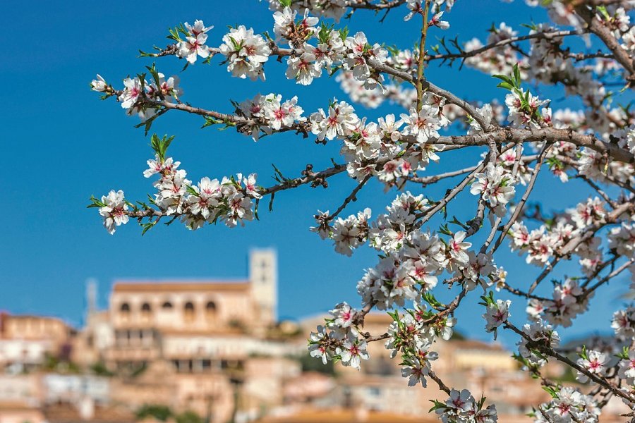 Mallorca zur Blütezeit - Hotel Bahía del Sol - Mandelblüte