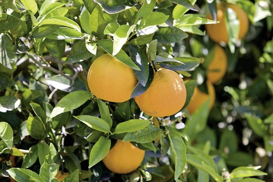 Mallorca zur Blütezeit - Hotel Bahía del Sol