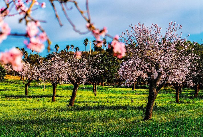 Mallorca Frühlingserwachen Hotel Alua Leo - Mandelblüte