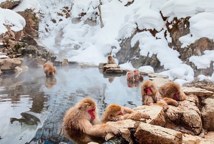 Japan Rundreise - Affen am Eisfluss