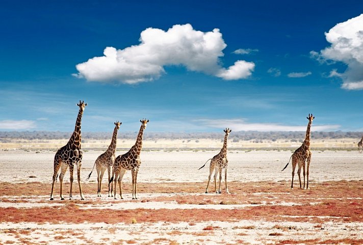Namibia Rundreise - Giraffen, Etosha Nationalpark