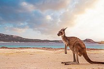 Faszination des Südens - Kangaroo Island