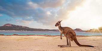 Faszination des Südens - Kangaroo Island