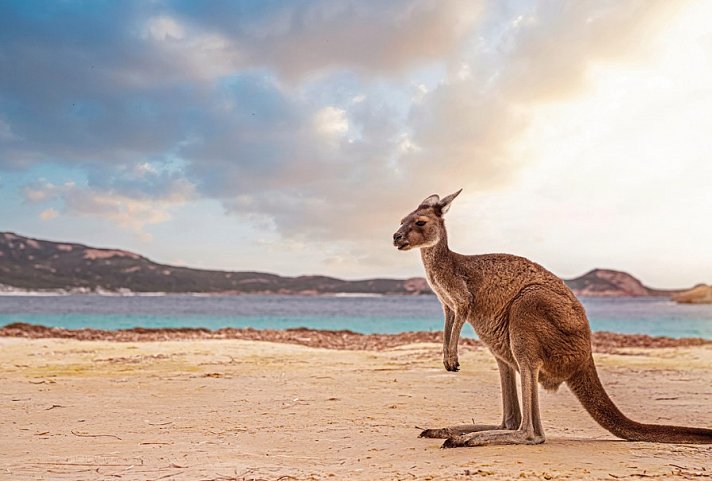 Faszination des Südens - Kangaroo Island