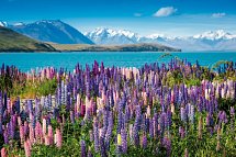 Höhepunkte Neuseelands - Lake Tekapo