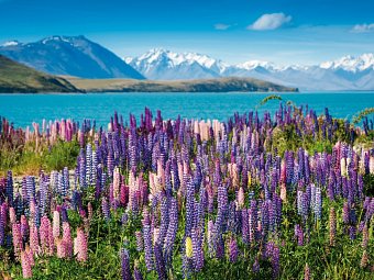 Höhepunkte Neuseelands - Lake Tekapo