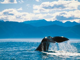 Naturwunder Neuseelands - Optionale Walbeobachtung in Kaikoura
