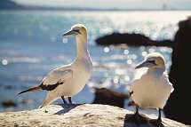 Naturwunder Neuseelands - Vogelparadies Stewart Island