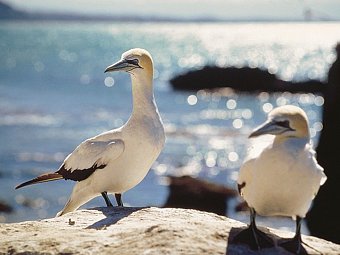 Naturwunder Neuseelands - Vogelparadies Stewart Island