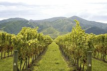 Zwischen Fjorden, Vulkanen & Küsten - Neuseeland entdecken - Marlborough Weinregion
