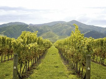 Zwischen Fjorden, Vulkanen & Küsten - Neuseeland entdecken - Marlborough Weinregion