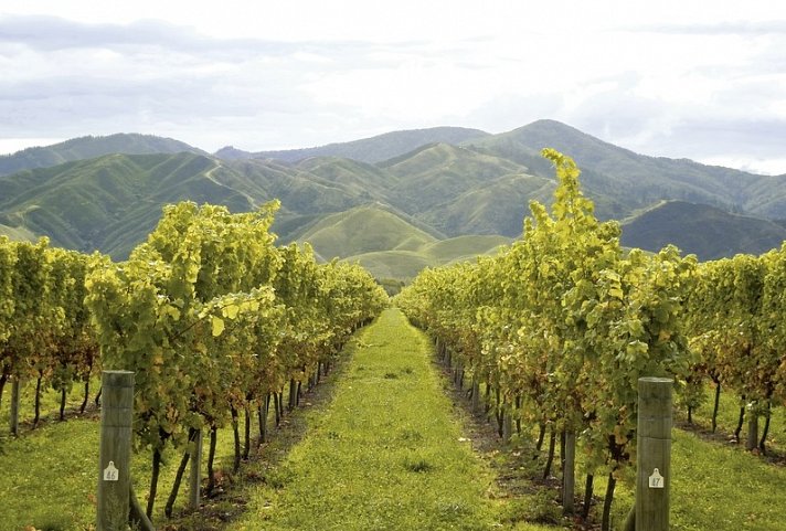 Zwischen Fjorden, Vulkanen & Küsten - Neuseeland entdecken - Marlborough Weinregion