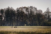 Waldhotel Eiche