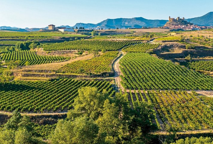 Nordspaniens Magie: Vom urbanen Bilbao zu den Weinträumen La Riojas - Weinberge in Rioja