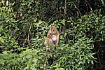 Khao Yai Nationalpark
