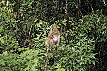 Khao Yai Nationalpark