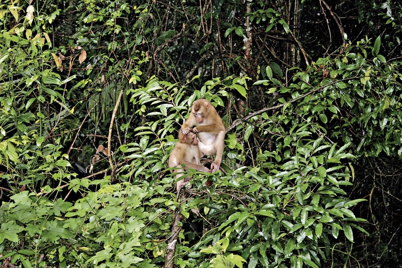Khao Yai Nationalpark