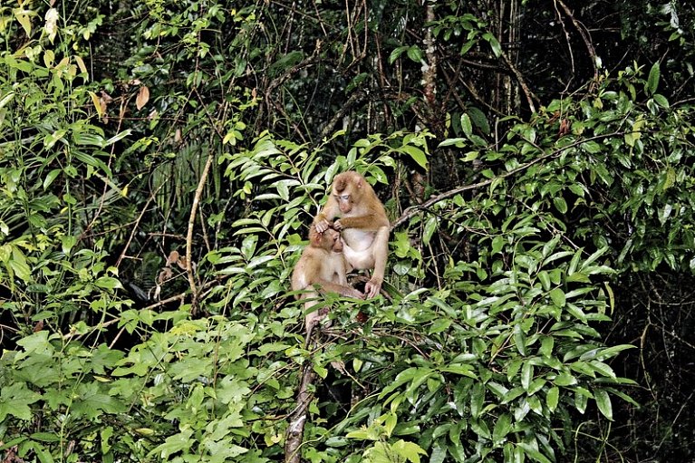 Khao Yai Nationalpark