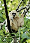 Khao Yai Nationalpark