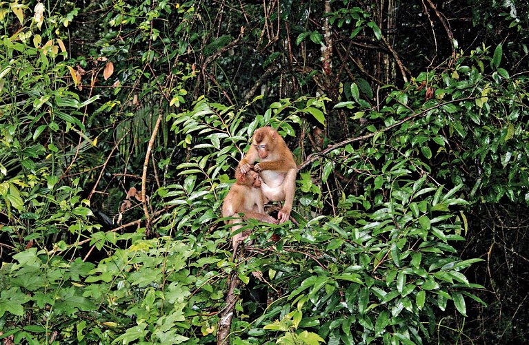 Khao Yai Nationalpark
