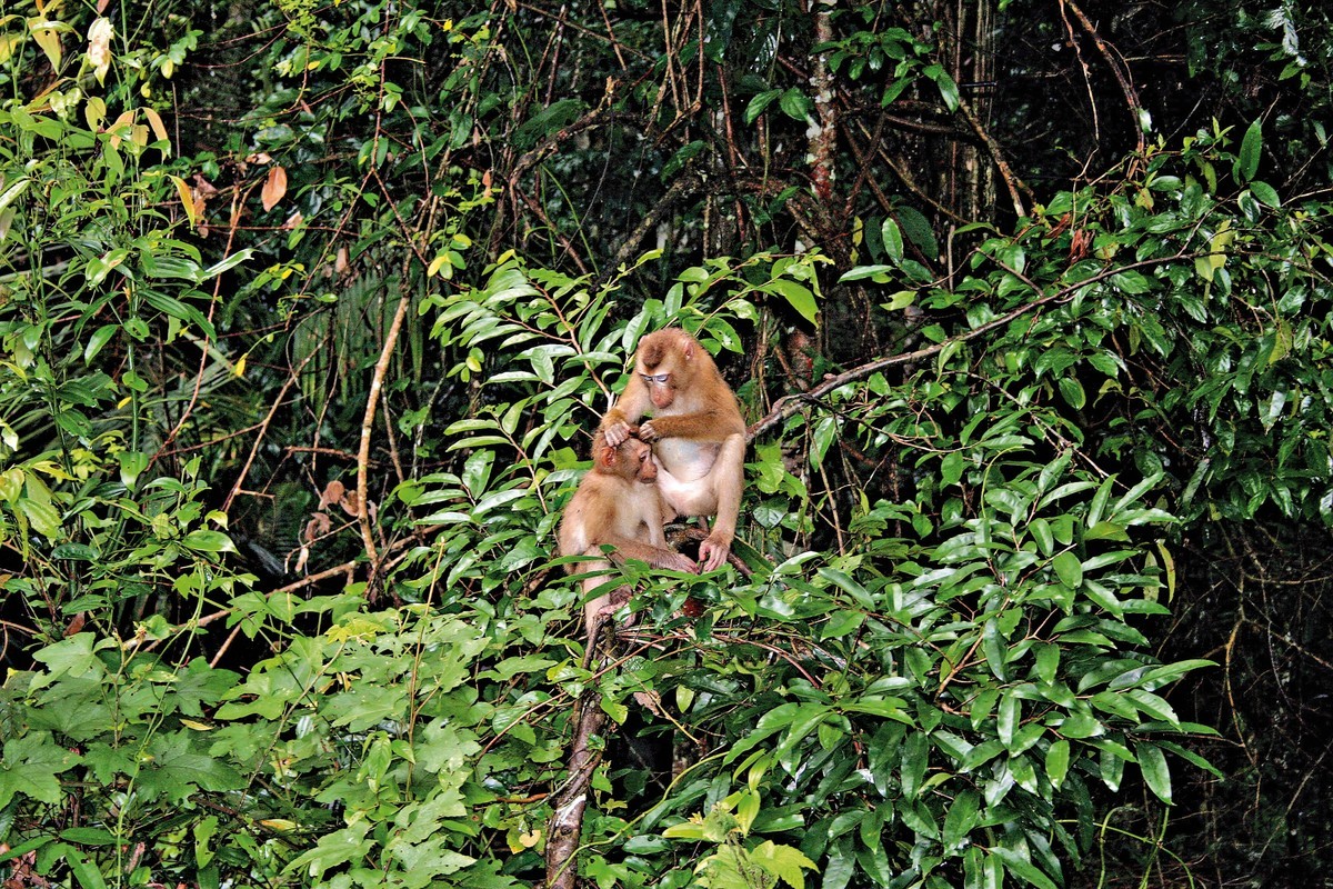Khao Yai Nationalpark