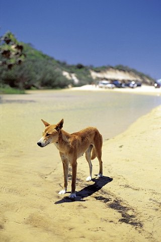 Ostküste auf eigene Faust - Dingo, K‘gari