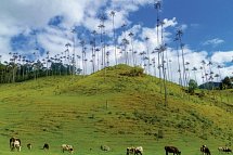 Kolumbien hautnah erleben - Valle de Cocora